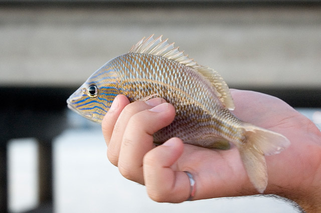 Grunt Fish